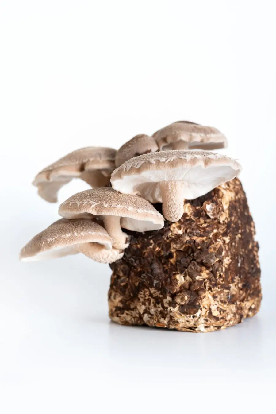 Shroomwell BIO uztura bagātinātājs Šitake sēnes Lentinula edodes ekstrakts, 30ml