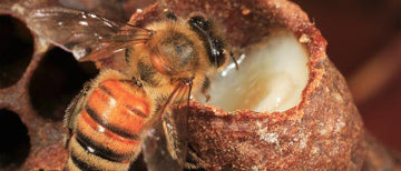 Bišu māšu peru pieniņš - dabiskais jaunības avots