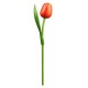 Kemfeldeko koka tulpe Orange/Red, 34cm